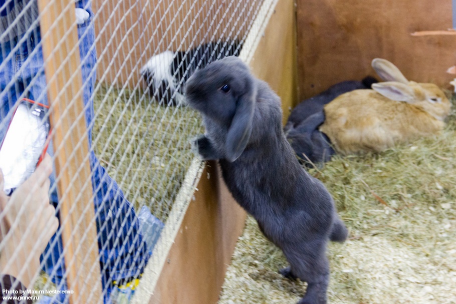 Любопытный кролик